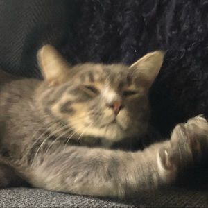 Meet your Posher, Amelia